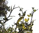 photo de calicotome épineux, Calycotome spinosa